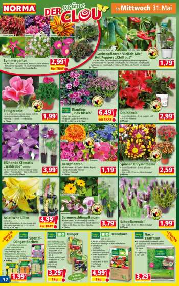thumbnail - Petunien Beetpflanzen • in den Sorten z. B.: Tagetes, Lobelien, Begonia Semperflorens oder Petunien • im 12-cm-Kulturtopf je Pflanze