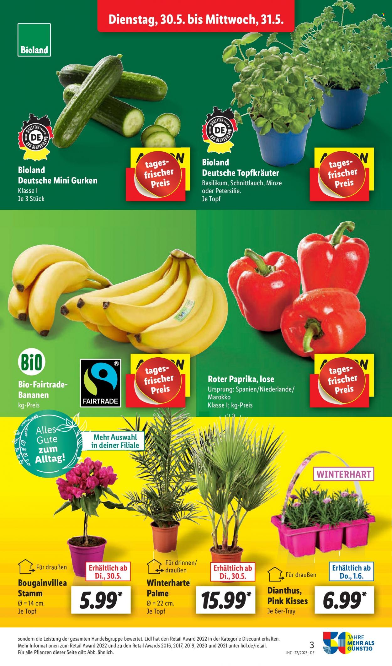 Lidl Prospekte  - 30.05.2023 - 3.06.2023. Seite 3