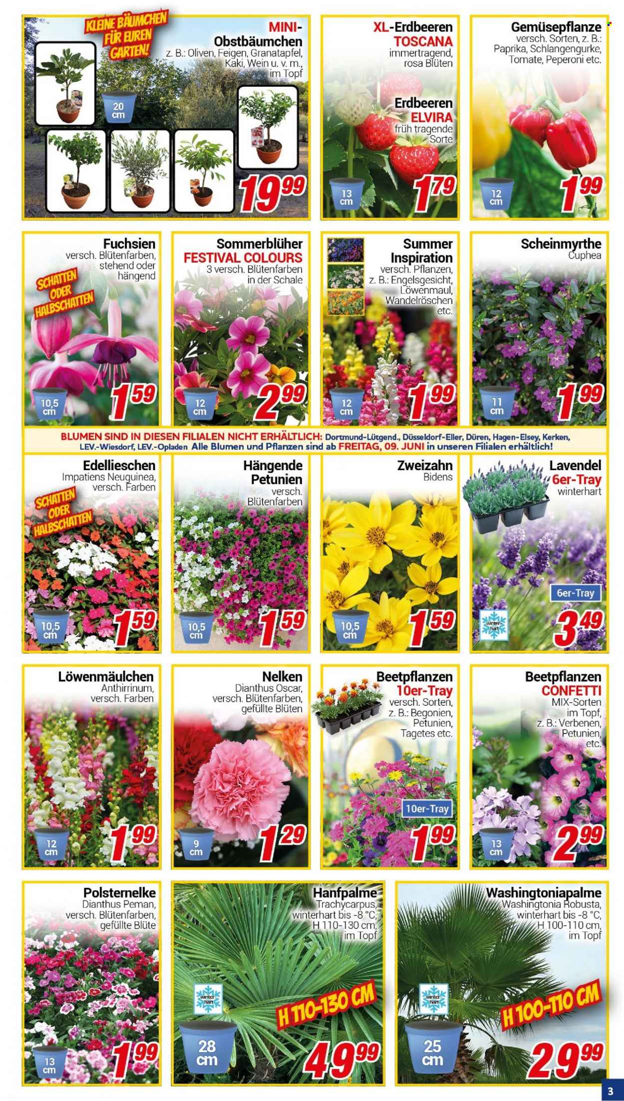 CENTERSHOP Prospekte  - 5.06.2023 - 10.06.2023. Seite 3