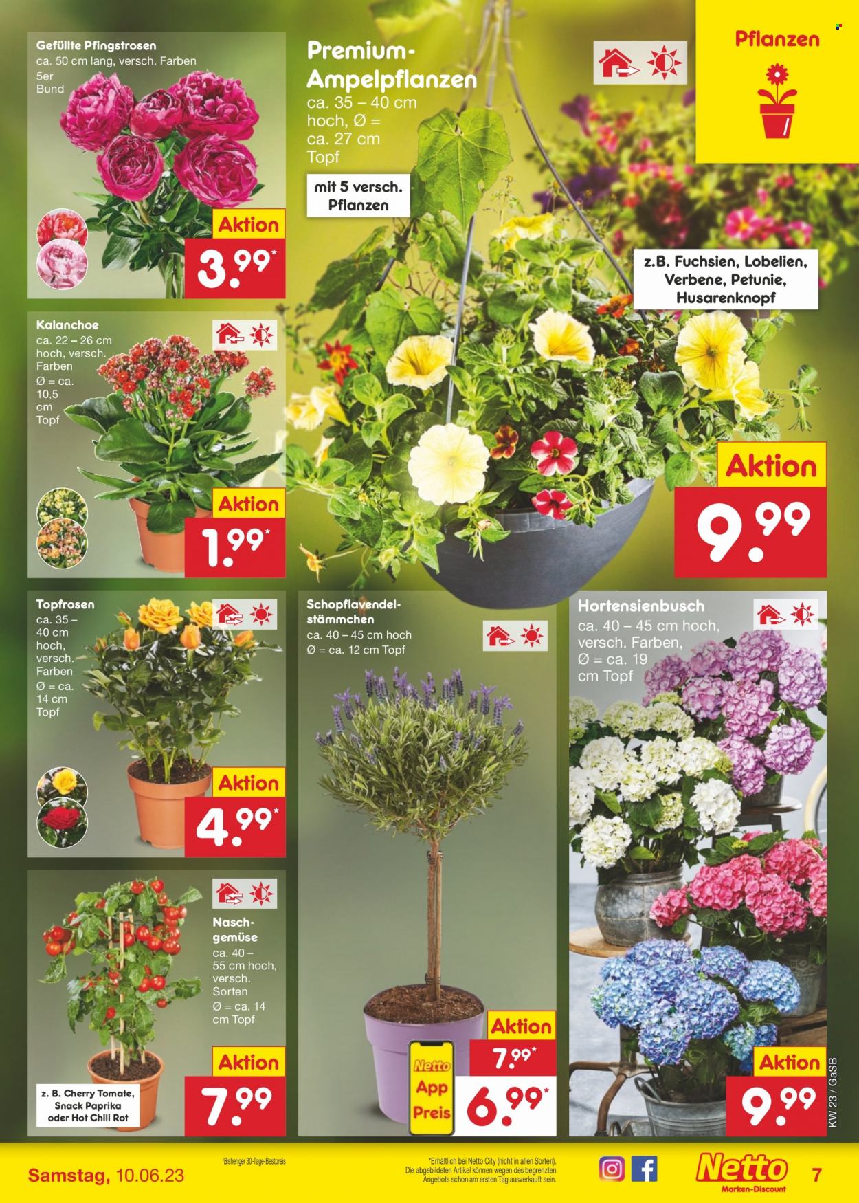 Netto Marken-Discount Prospekte  - 5.06.2023 - 10.06.2023. Seite 7
