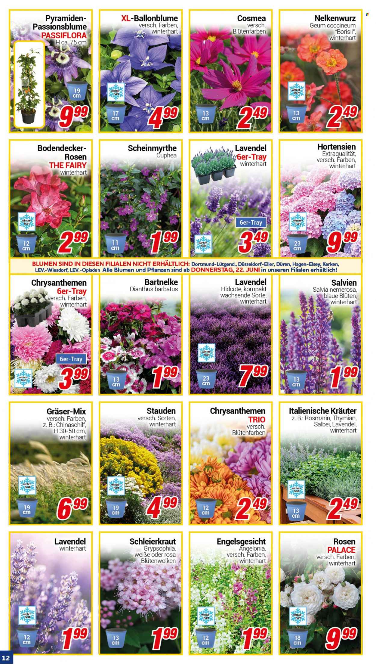 CENTERSHOP Prospekte  - 19.06.2023 - 24.06.2023. Seite 12