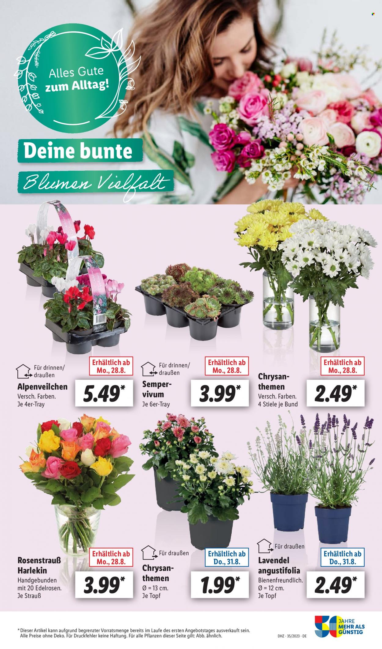 Lidl Prospekte  - 28.08.2023 - 2.09.2023. Seite 23