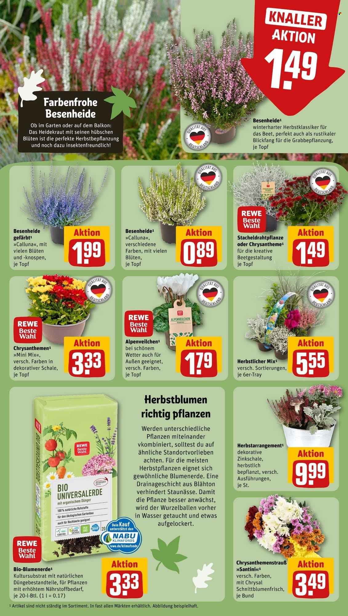 REWE Prospekte  - 2.10.2023 - 7.10.2023. Seite 11