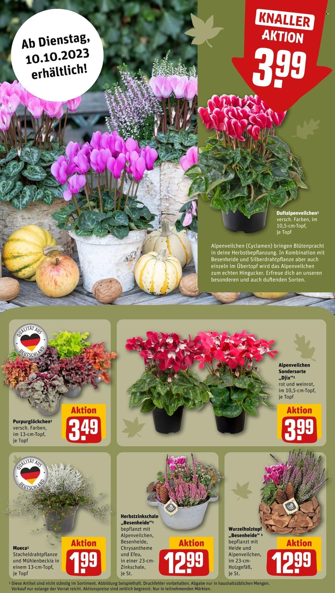 REWE Prospekte  - 9.10.2023 - 14.10.2023. Seite 11