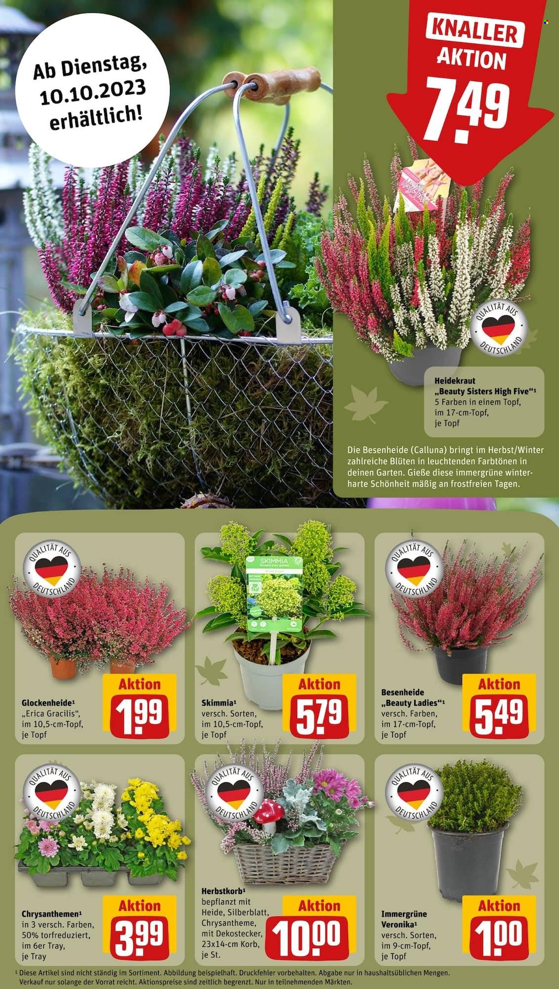 REWE Prospekte  - 9.10.2023 - 14.10.2023. Seite 12