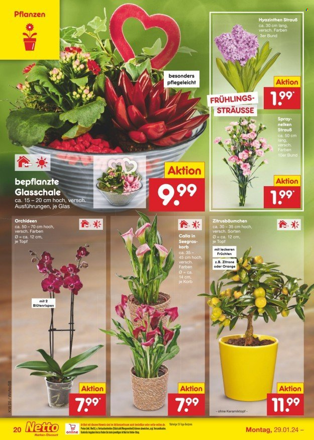 Netto Marken-Discount Prospekte  - 29.01.2024 - 3.02.2024. Seite 22