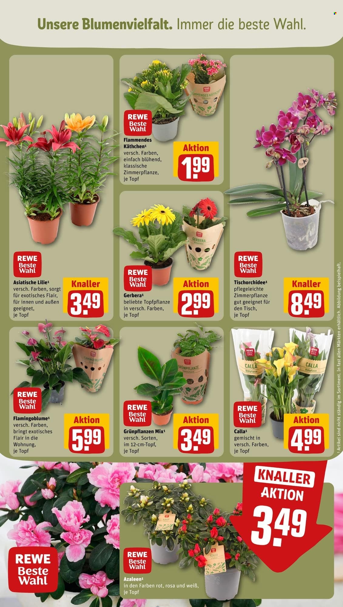 REWE Prospekte  - 11.03.2024 - 16.03.2024. Seite 21