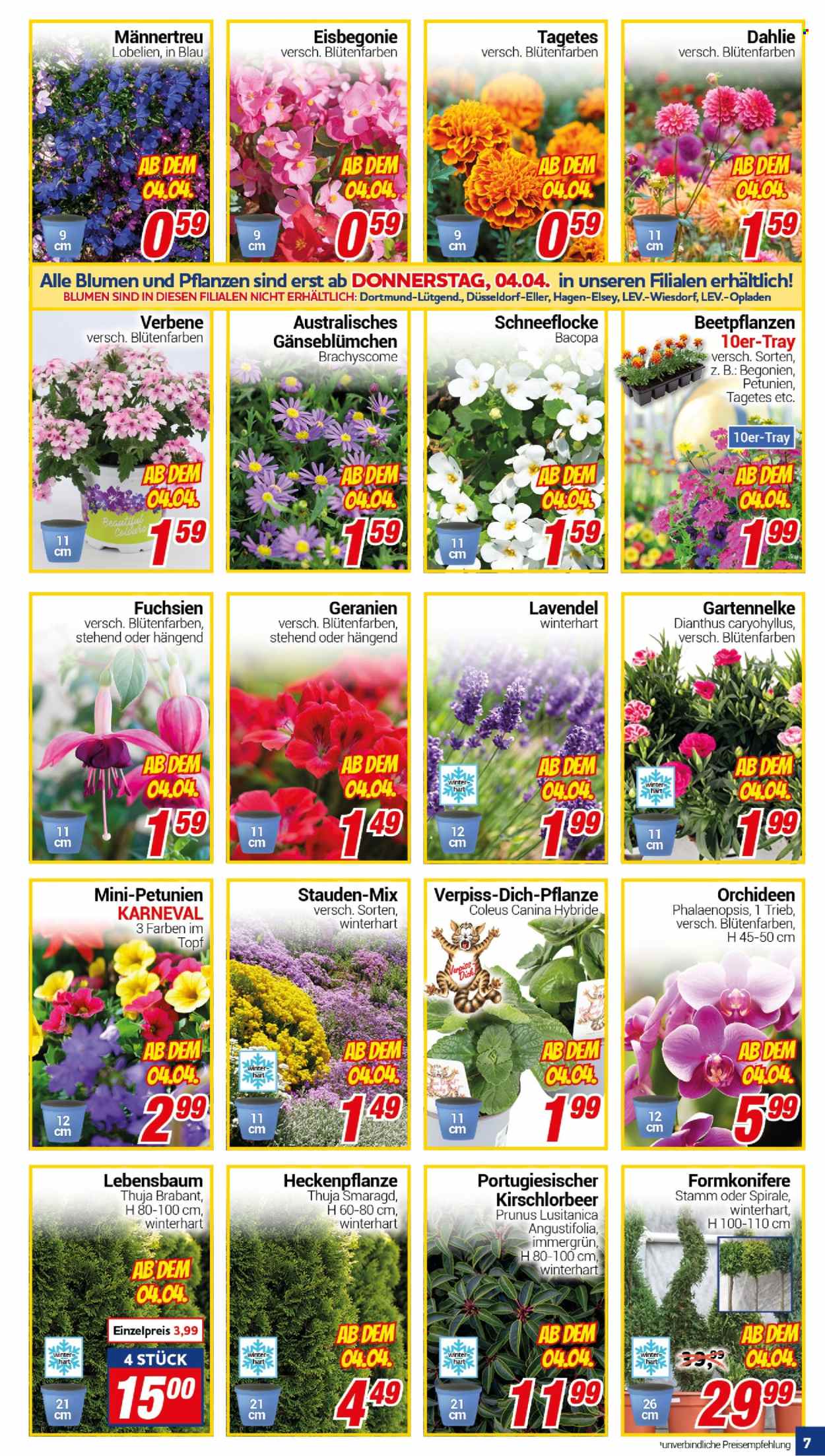 CENTERSHOP Prospekte  - 2.04.2024 - 6.04.2024. Seite 7