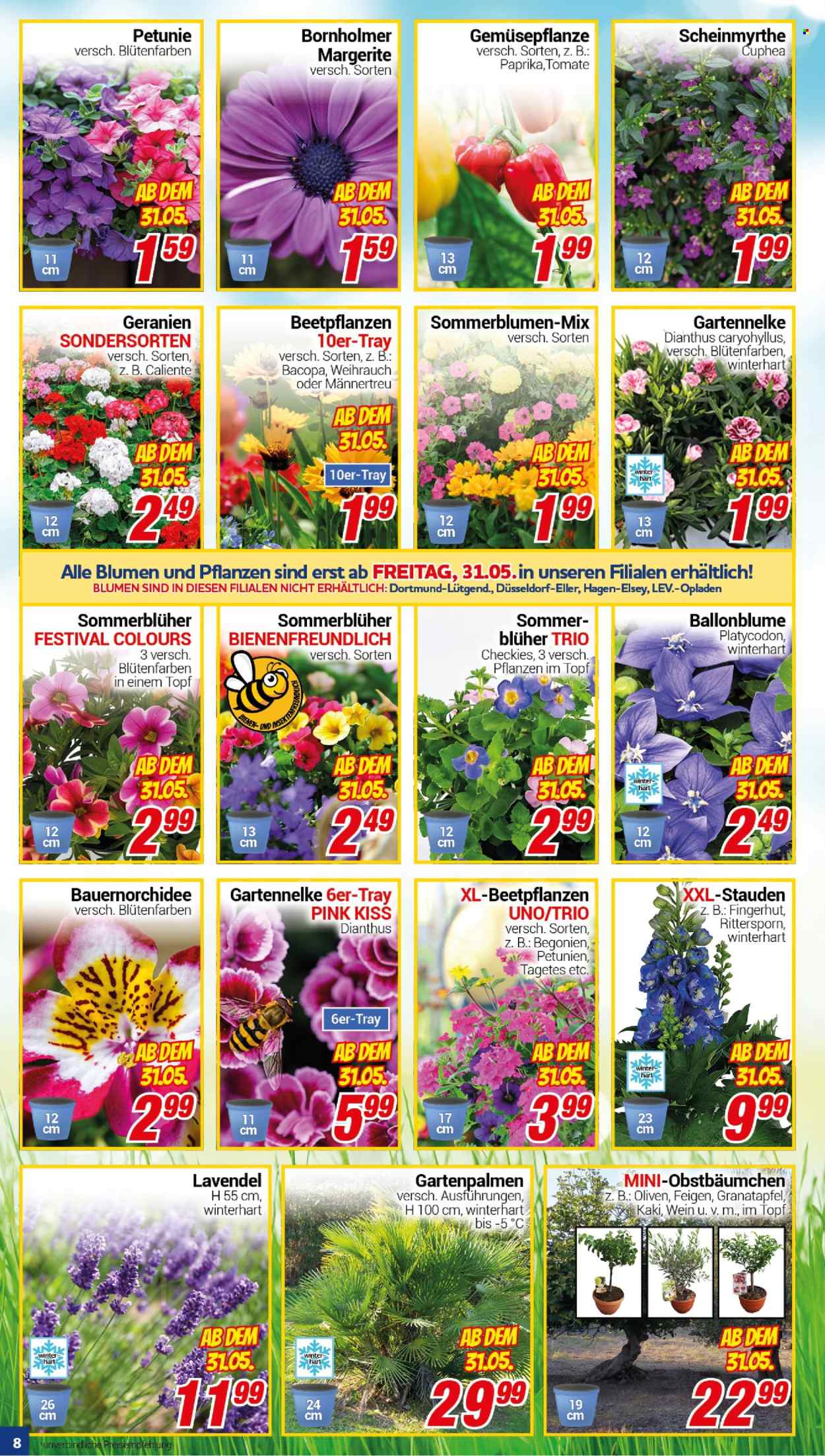 CENTERSHOP Prospekte  - 27.05.2024 - 1.06.2024. Seite 8