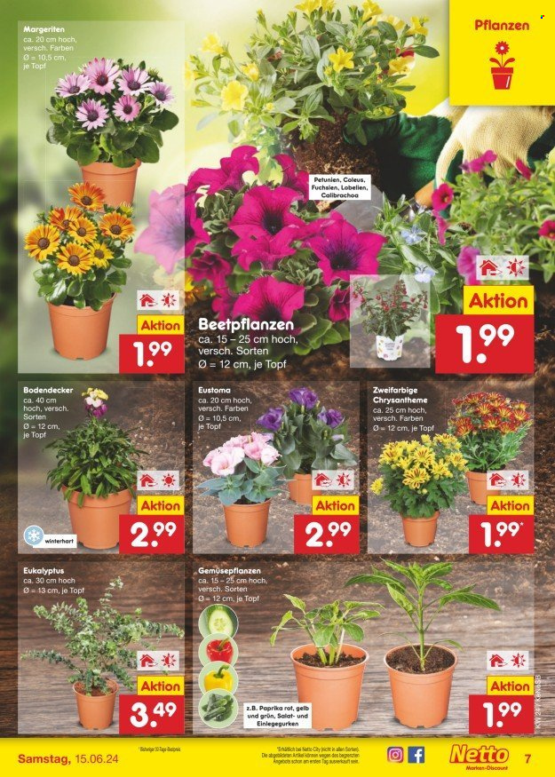 Netto Marken-Discount Prospekte  - 10.06.2024 - 15.06.2024. Seite 9