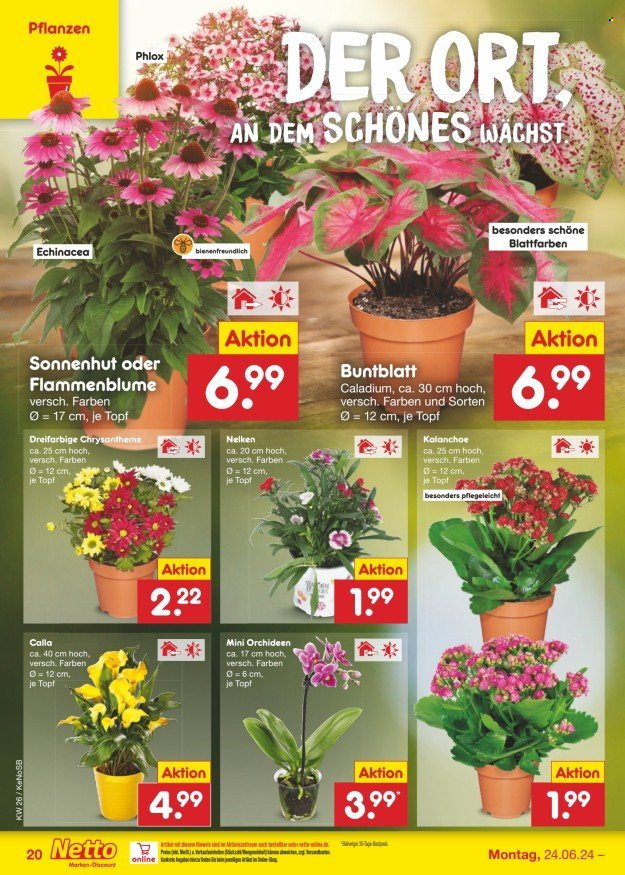 Netto Marken-Discount Prospekte  - 24.06.2024 - 29.06.2024. Seite 24