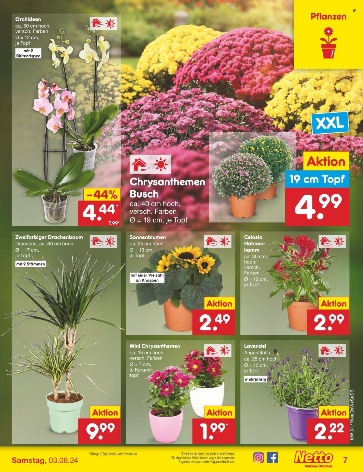 Netto Marken-Discount Prospekte  - 29.07.2024 - 3.08.2024. Seite 7