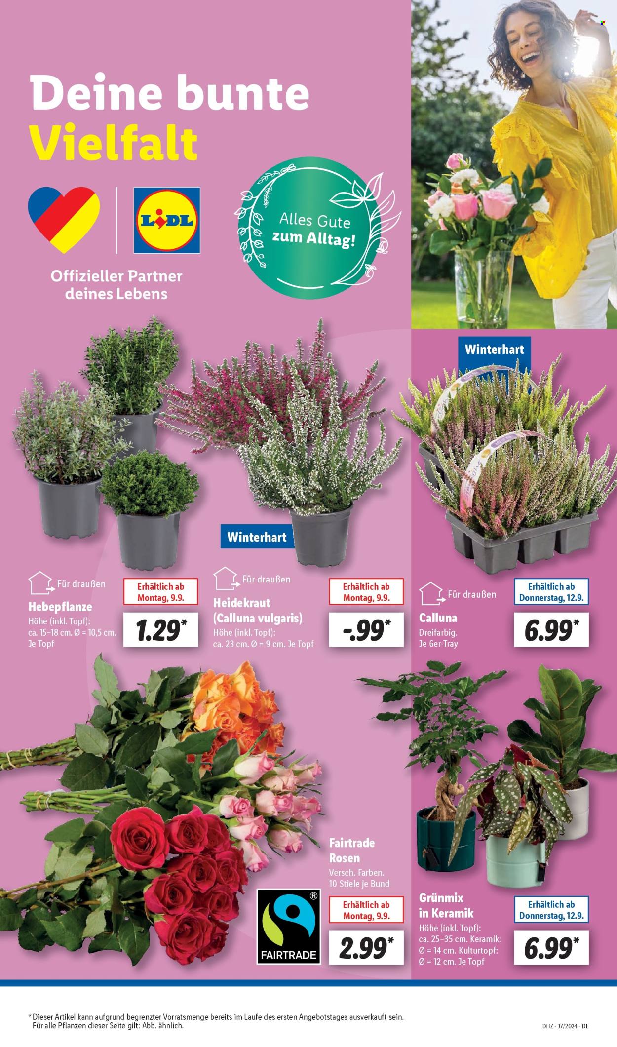Lidl Prospekte  - 9.09.2024 - 14.09.2024. Seite 55