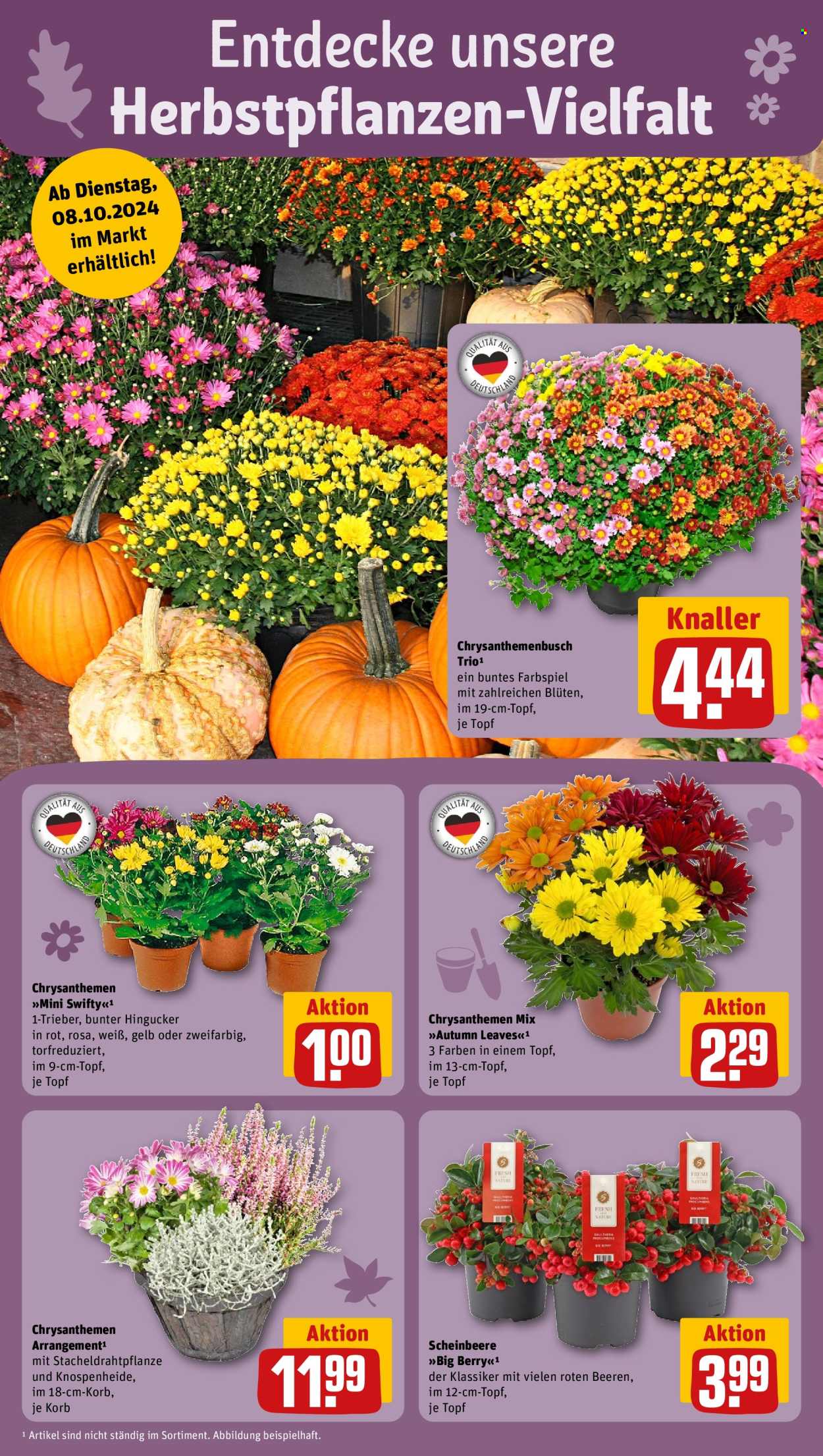 REWE Prospekte  - 7.10.2024 - 12.10.2024. Seite 8