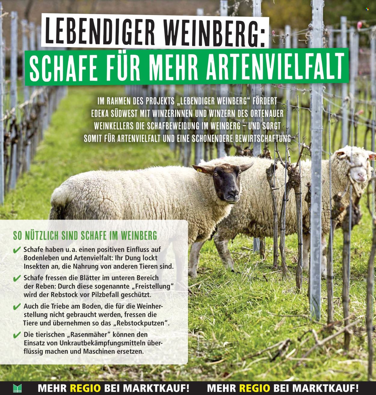 Marktkauf Prospekte  - 4.11.2024 - 9.11.2024. Seite 20