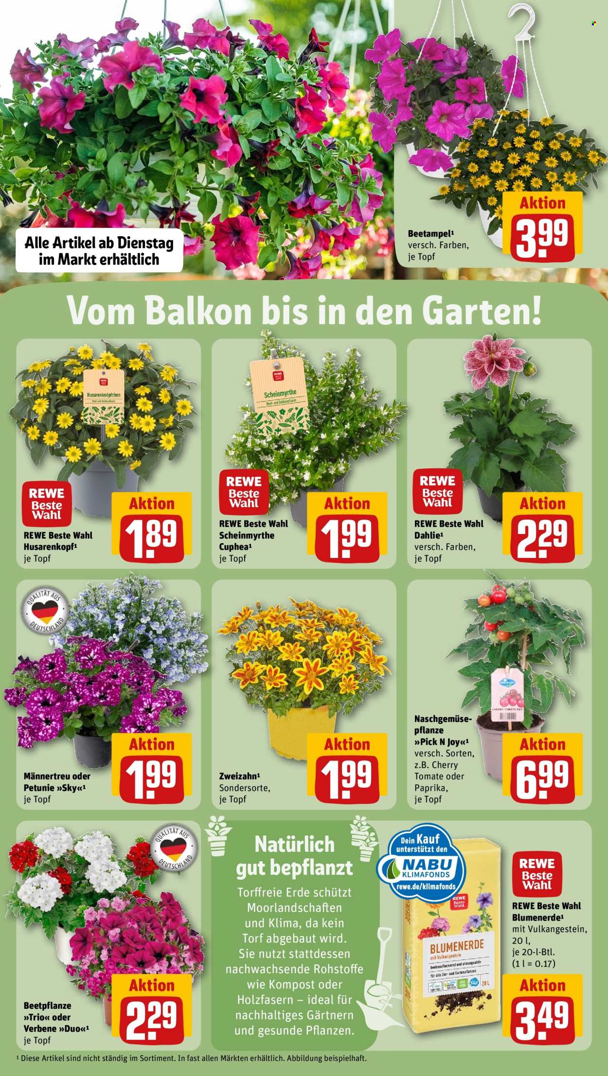 REWE Prospekte  - 19.05.2025 - 25.05.2025. Seite 31