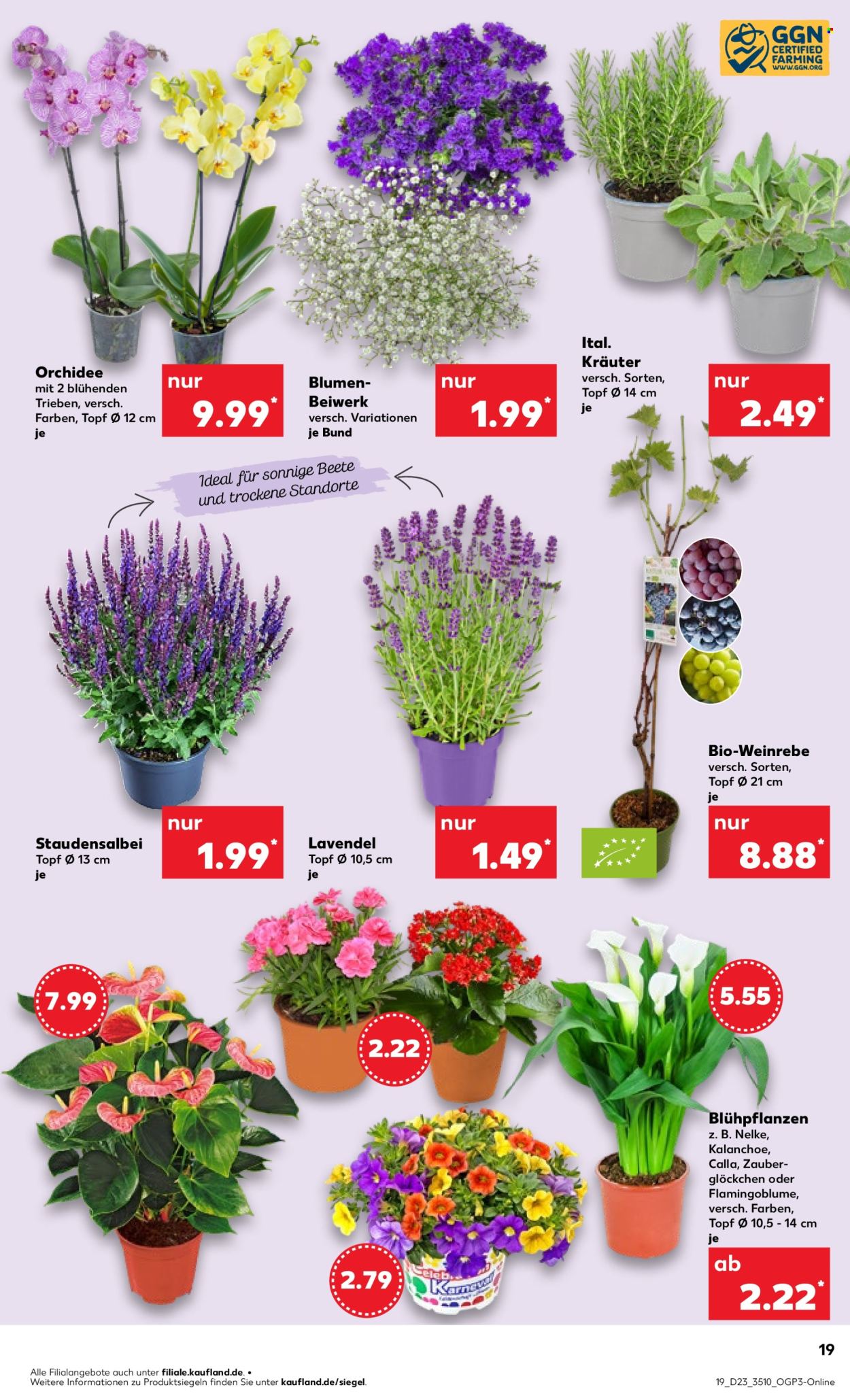 Kaufland Prospekte  - 5.06.2025 - 11.06.2025. Seite 19