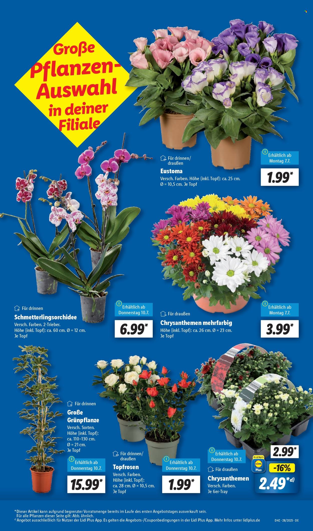 Lidl Prospekte  - 7.07.2025 - 12.07.2025. Seite 5