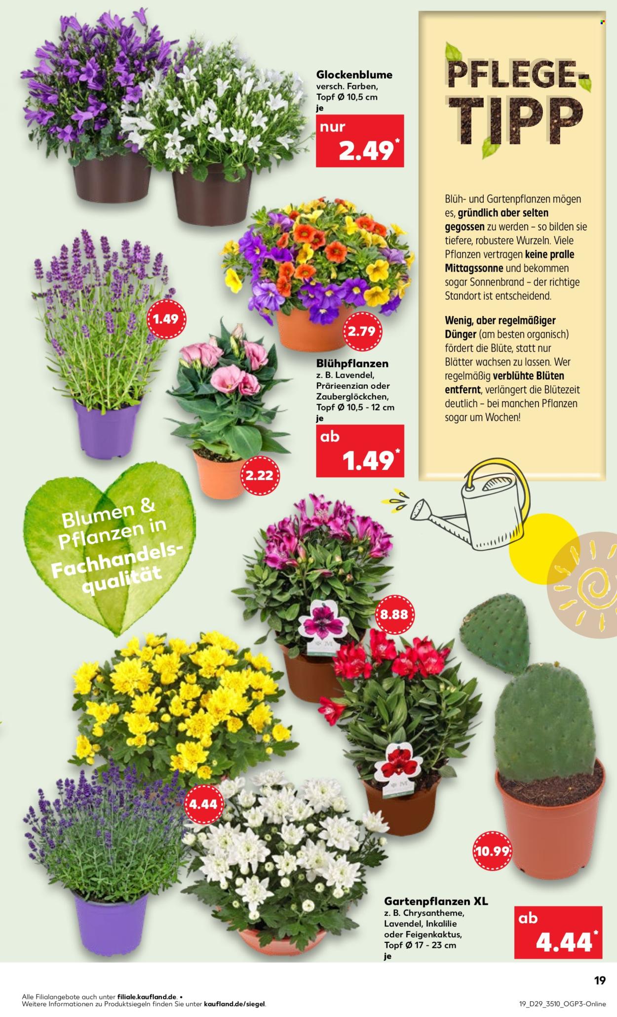 Kaufland Prospekte  - 17.07.2025 - 23.07.2025. Seite 19