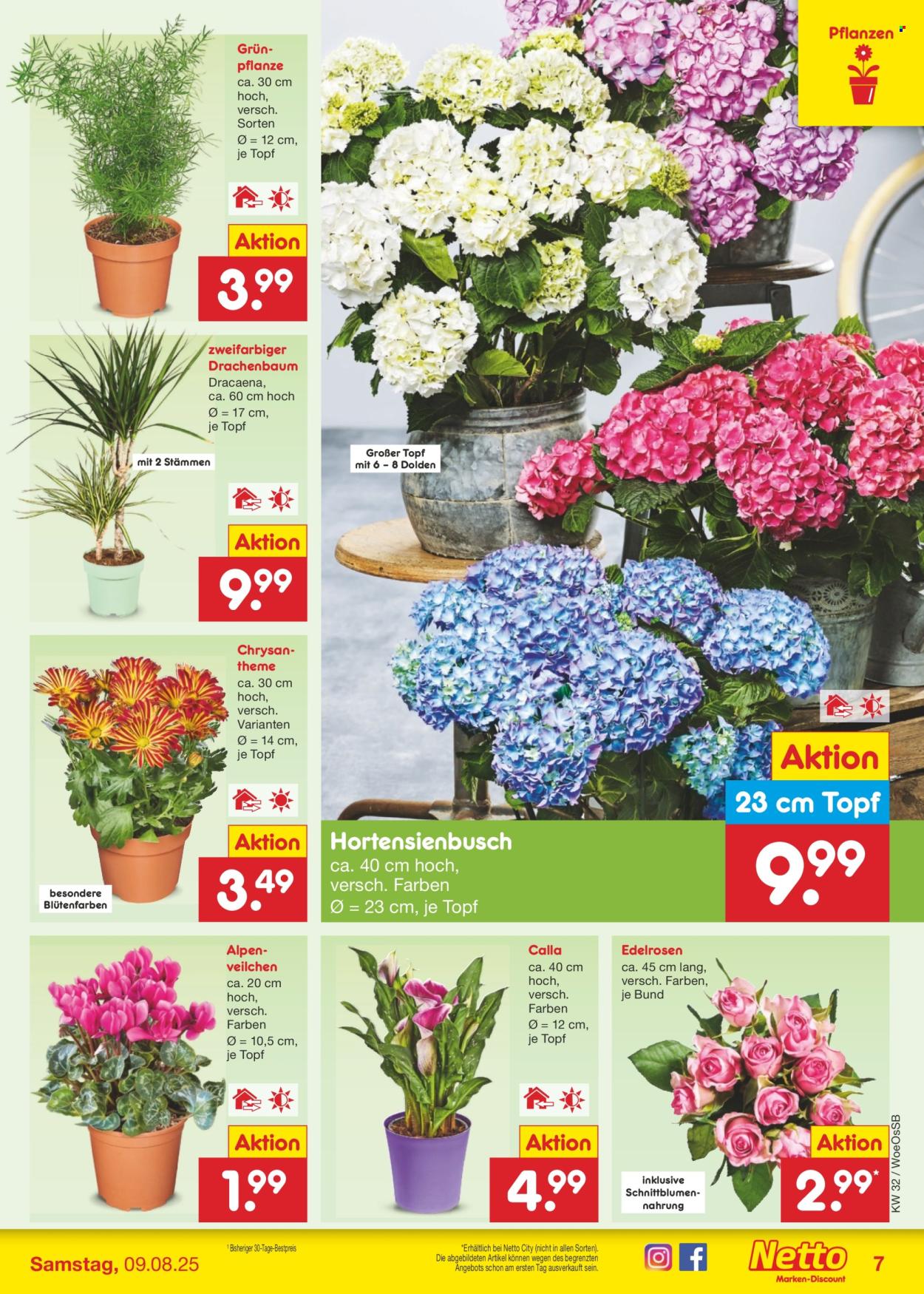 Netto Marken-Discount Prospekte  - 4.08.2025 - 9.08.2025. Seite 9
