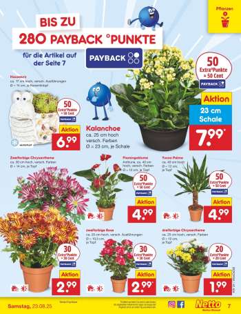 thumbnail - Yucca Palme