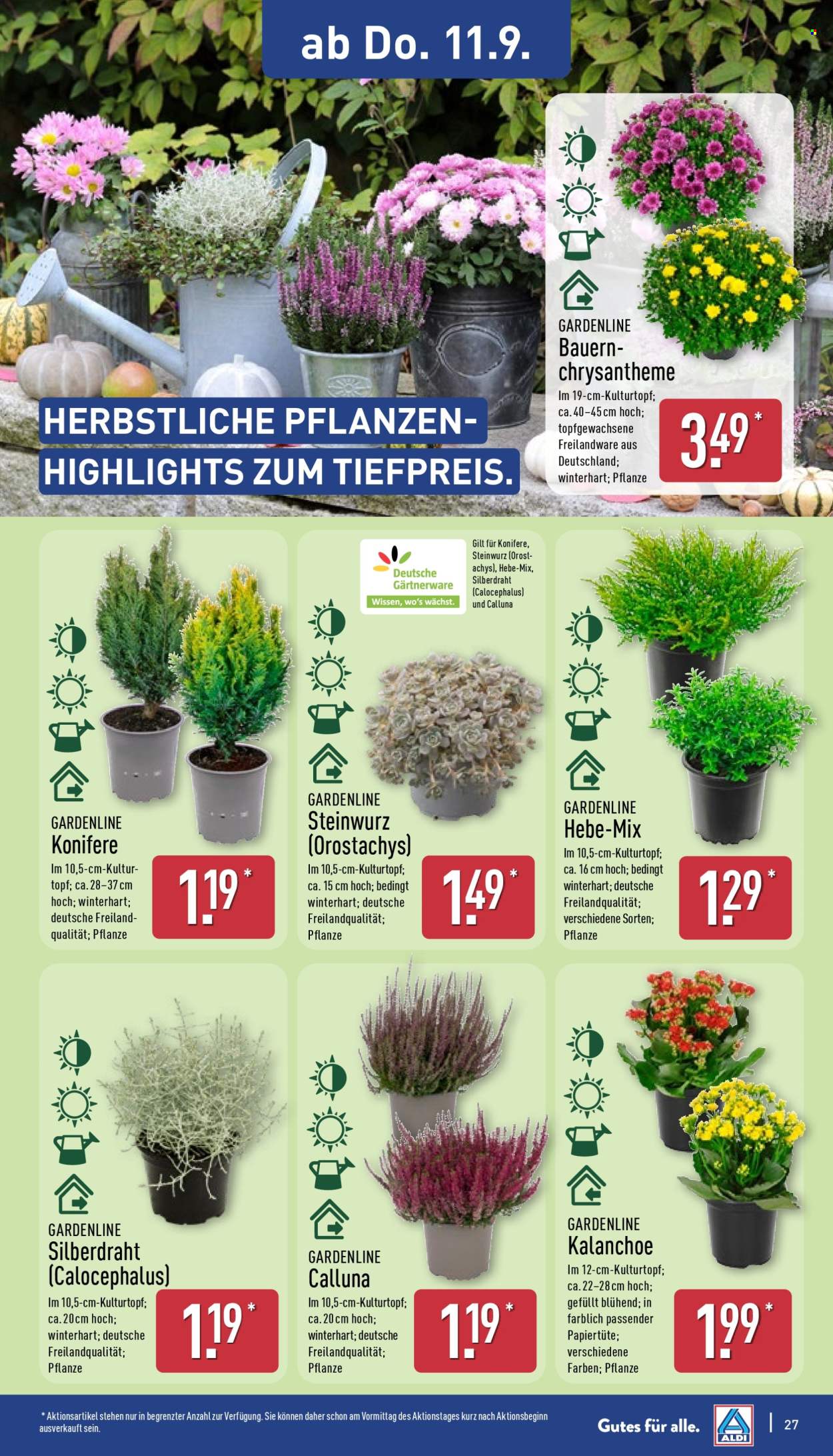 ALDI Nord Prospekte  - 8.09.2025 - 13.09.2025. Seite 31