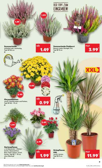 thumbnail - Chrysanthemen