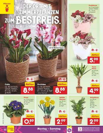 thumbnail - Yucca Palme