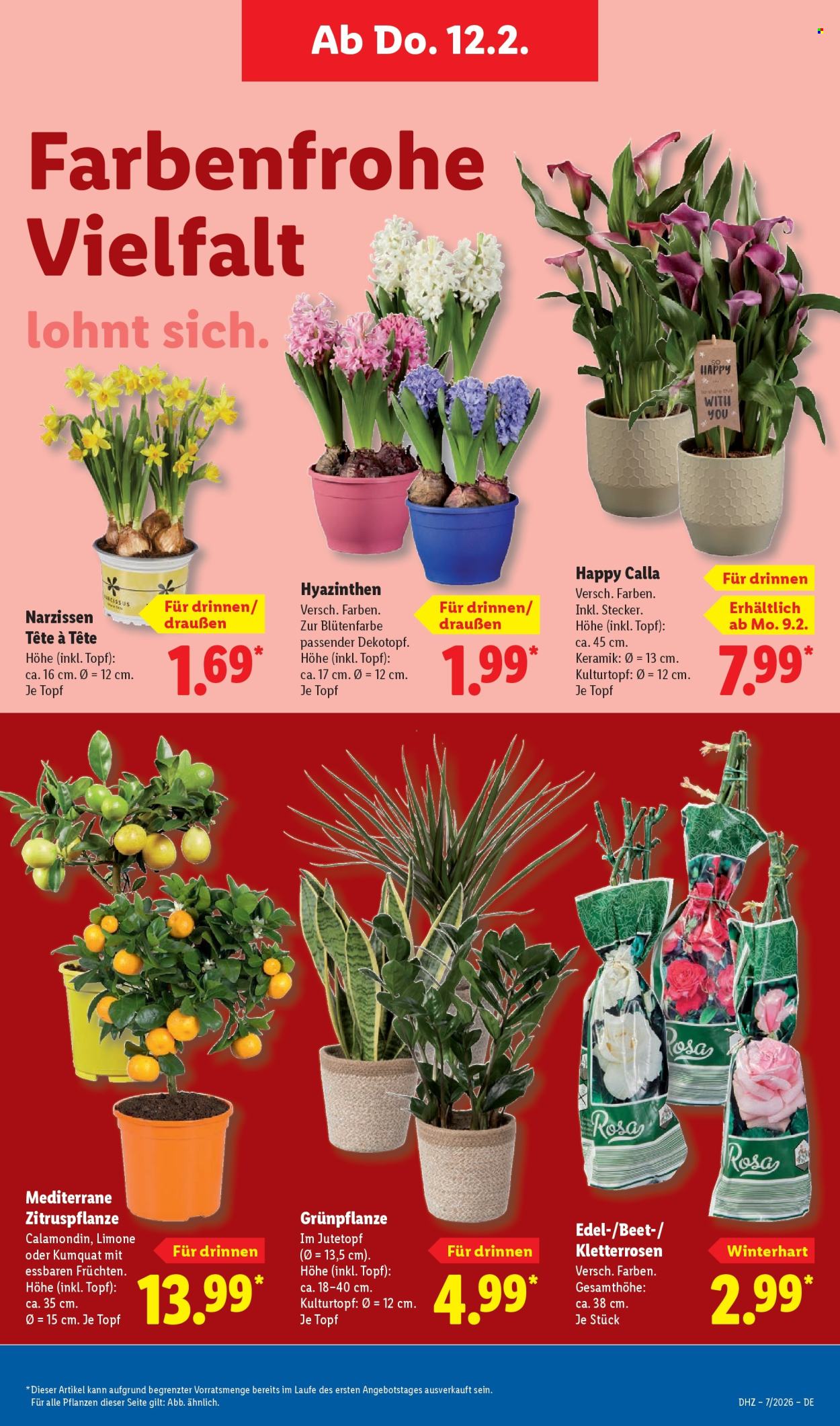Lidl Prospekte  - 9.02.2026 - 14.02.2026. Seite 11