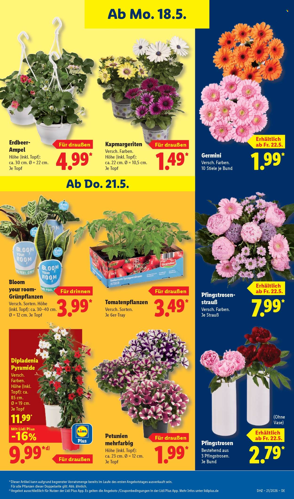 Lidl Prospekte  - 18.05.2026 - 23.05.2026. Seite 75