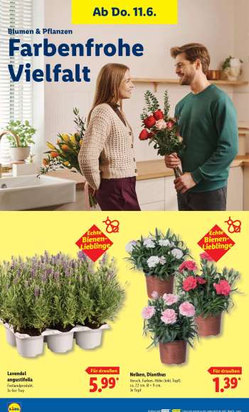 thumbnail - Nelken Dianthus