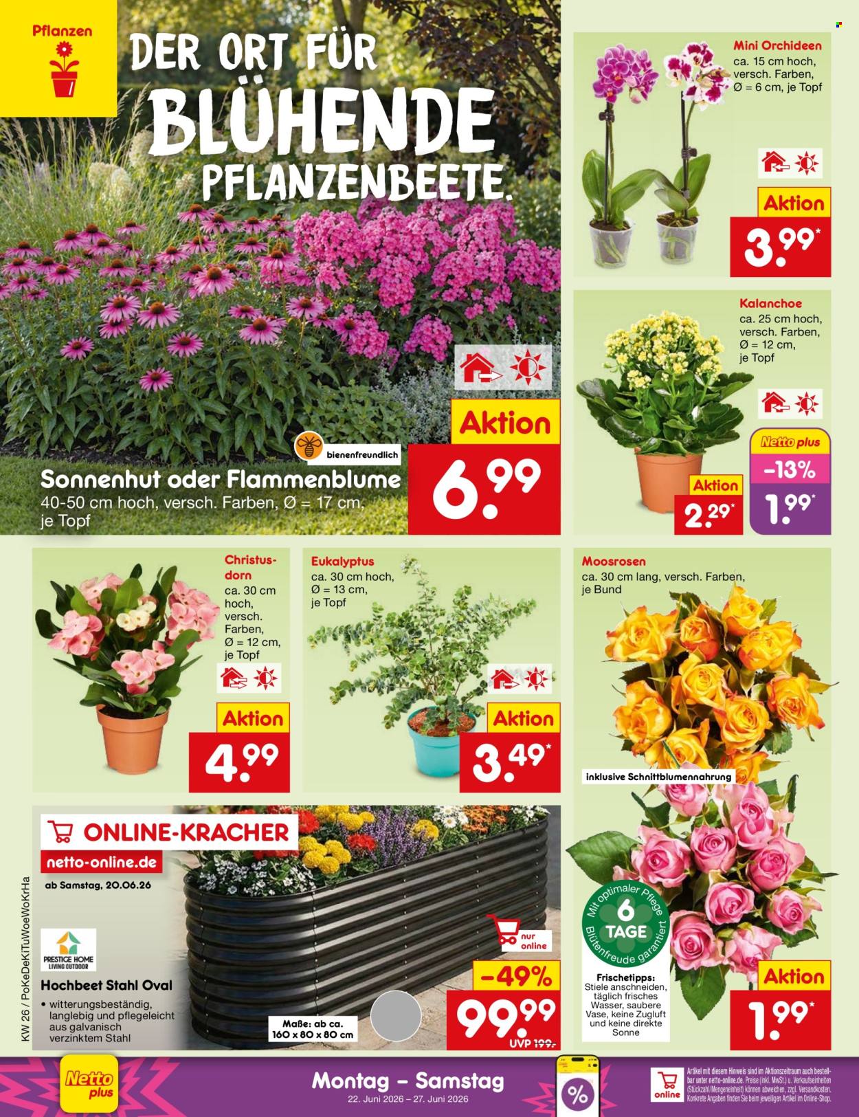 Netto Marken-Discount Prospekte  - 22.06.2026 - 27.06.2026. Seite 36