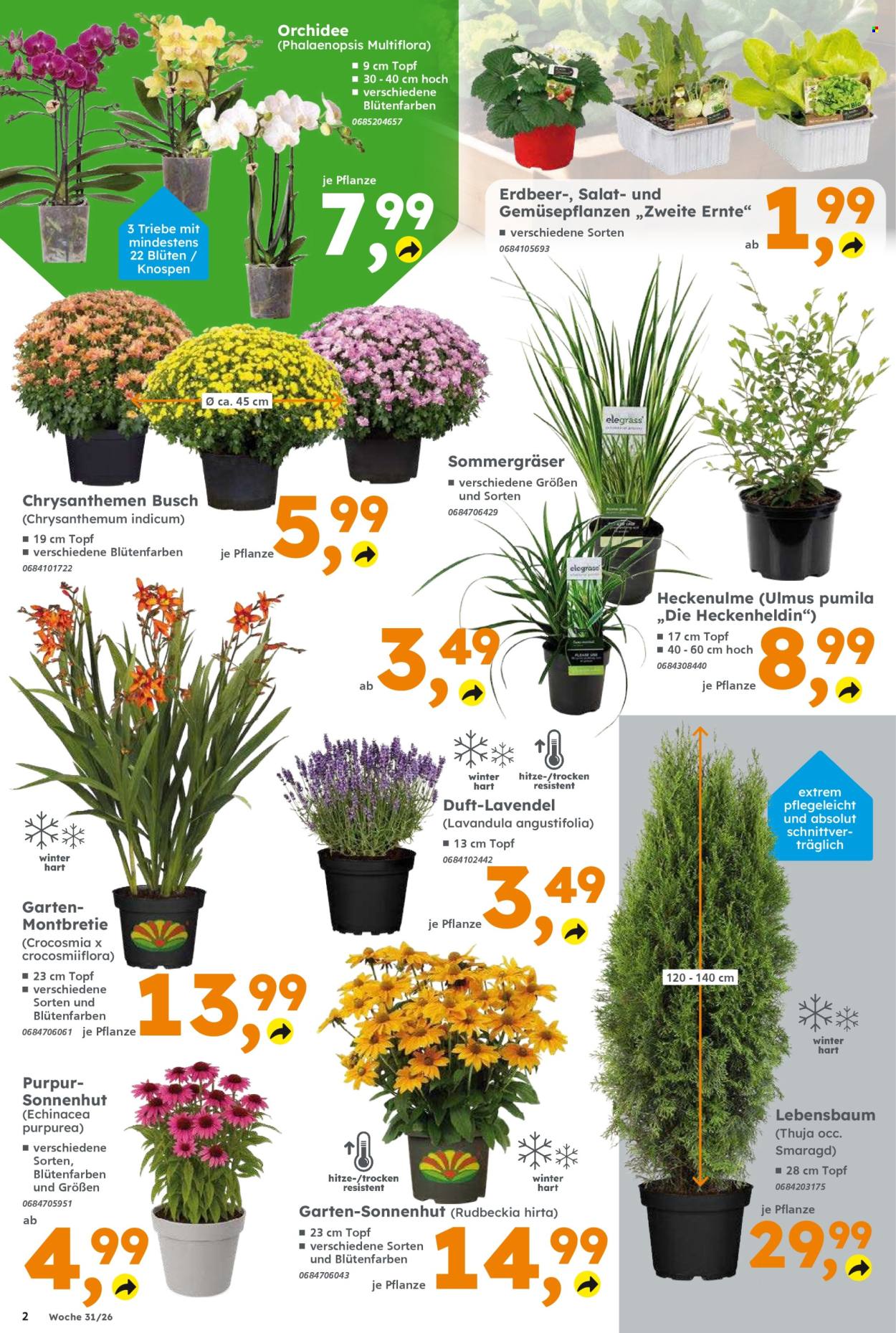 Globus Baumarkt Prospekte  - 27.07.2026 - 1.08.2026. Seite 2