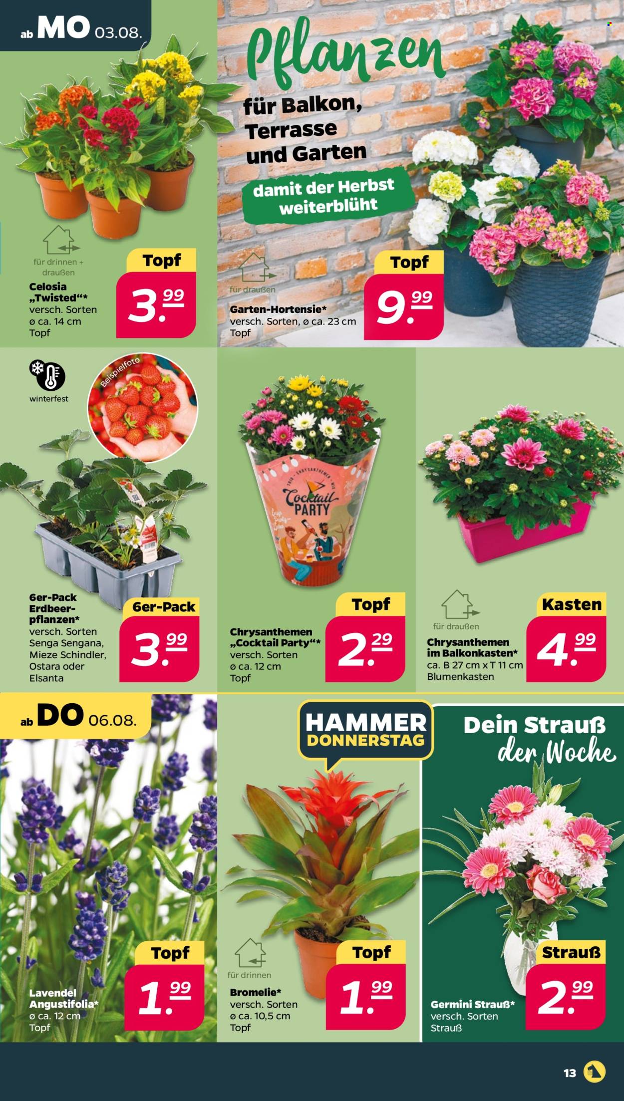 Netto Prospekte  - 3.08.2026 - 8.08.2026. Seite 15