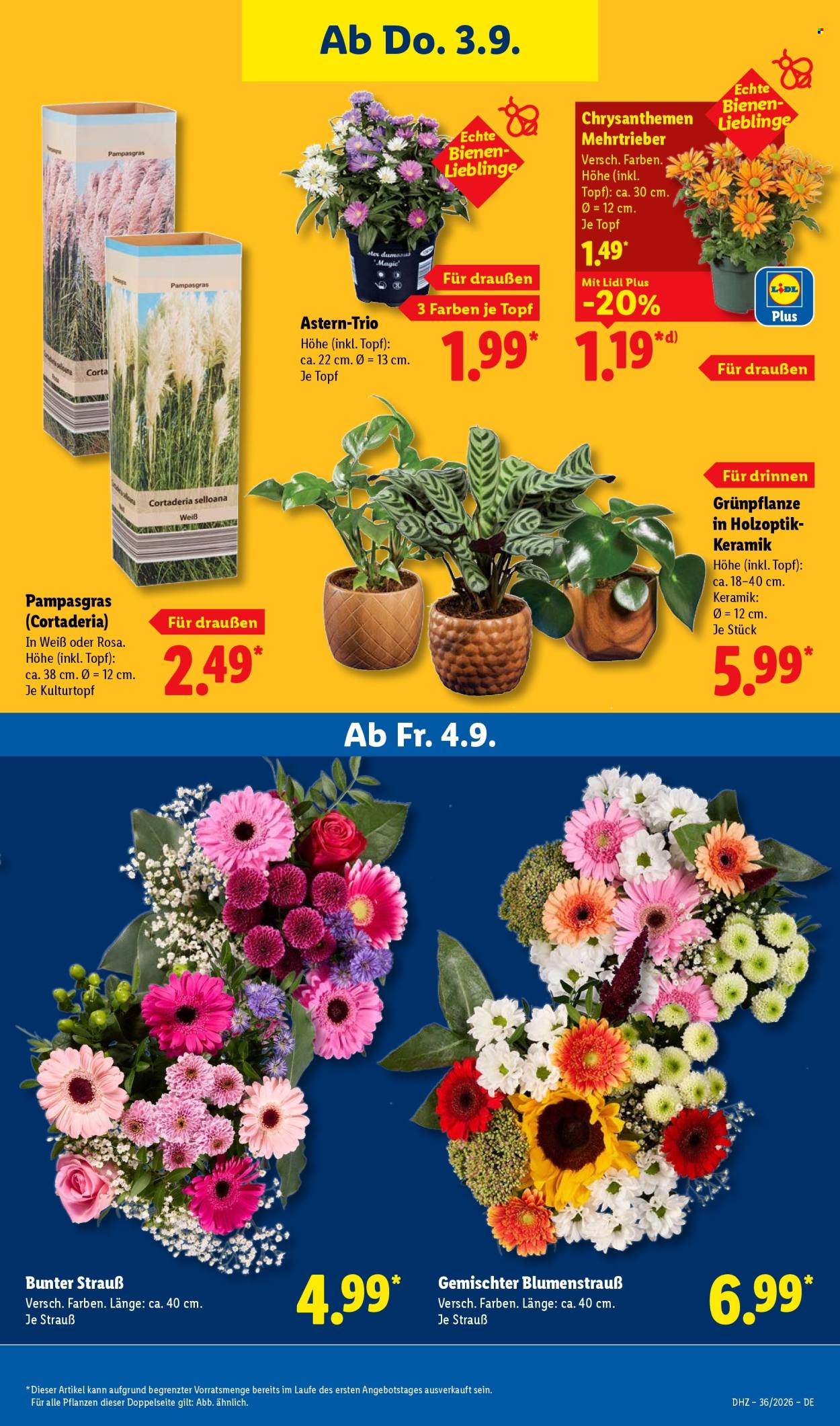 Lidl Prospekte  - 31.08.2026 - 5.09.2026. Seite 31