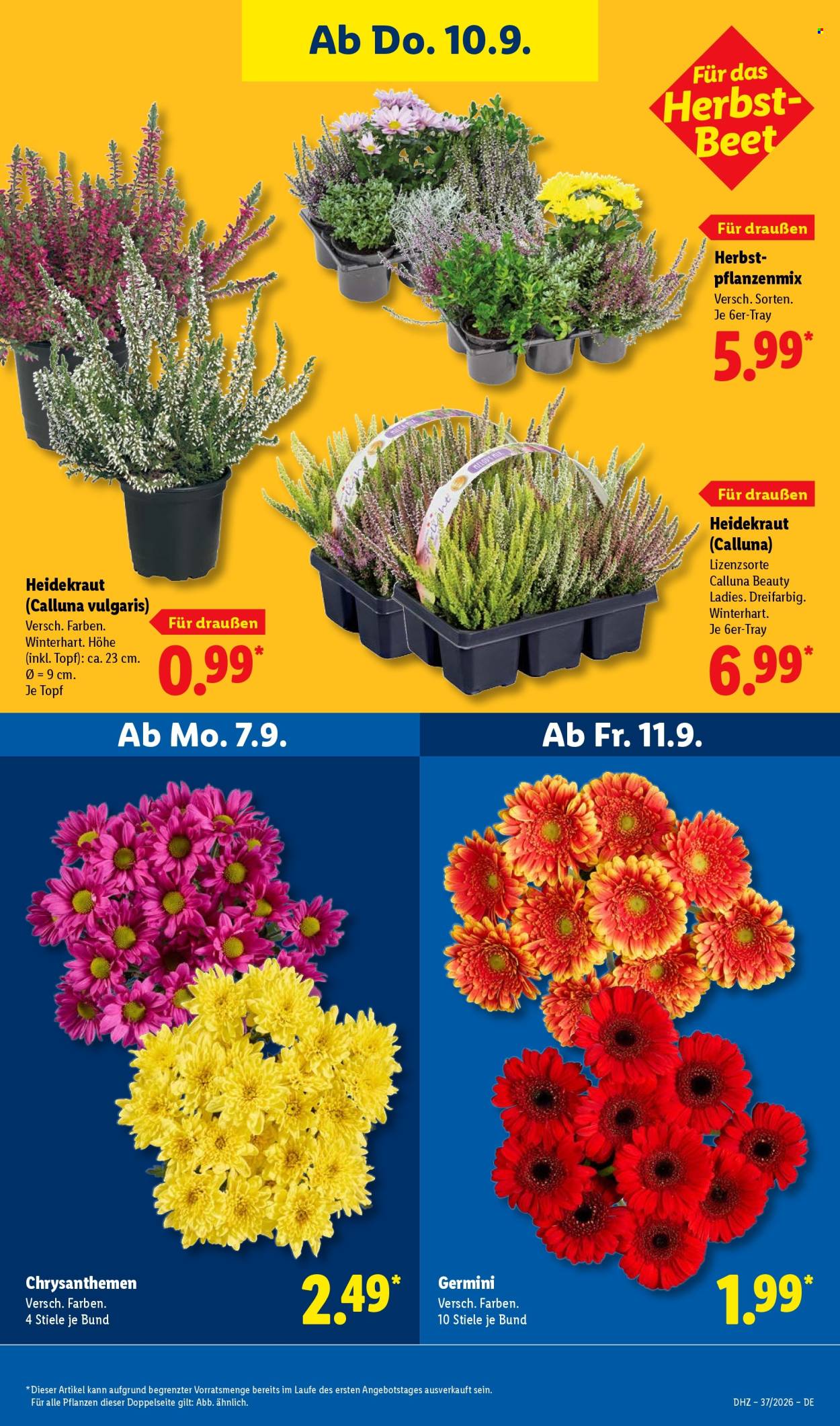 Lidl Prospekte  - 7.09.2026 - 12.09.2026. Seite 31