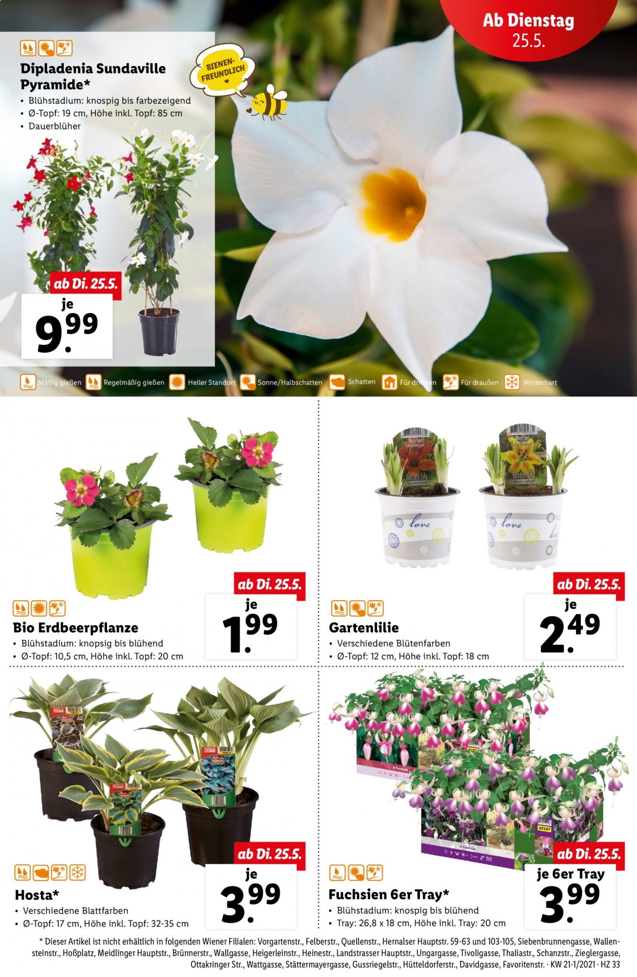 Angebote Lidl - 20.5.2021 - 26.5.2021. Seite 33