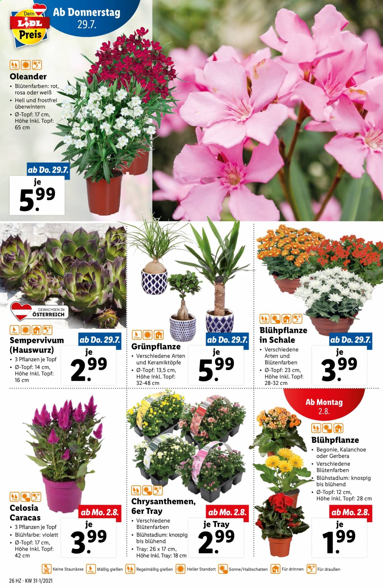 Angebote Lidl - 29.7.2021 - 4.8.2021. Seite 26