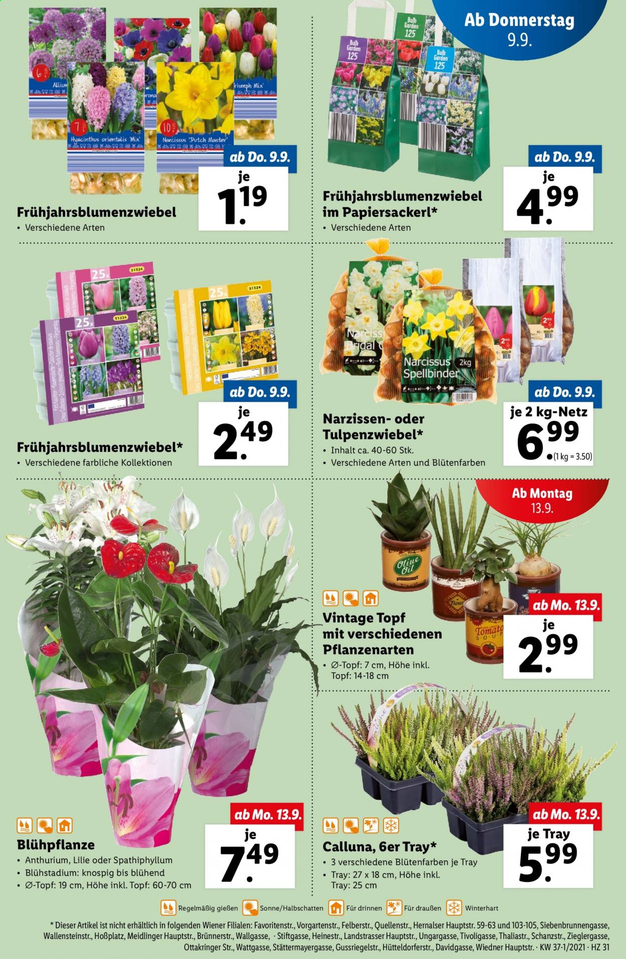 Angebote Lidl - 9.9.2021 - 15.9.2021. Seite 31