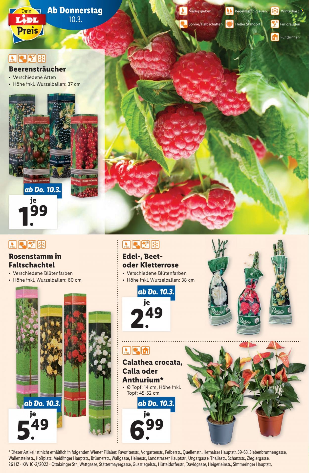 Angebote Lidl - 10.3.2022 - 16.3.2022. Seite 26