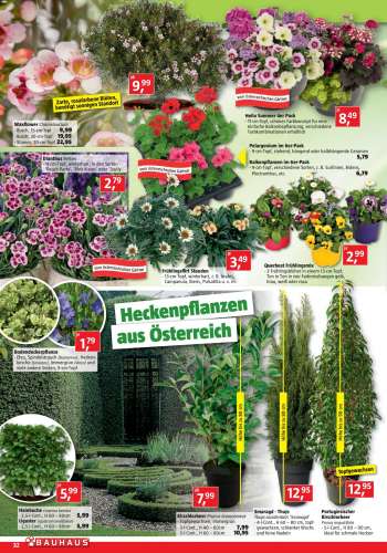 thumbnail - Campanula