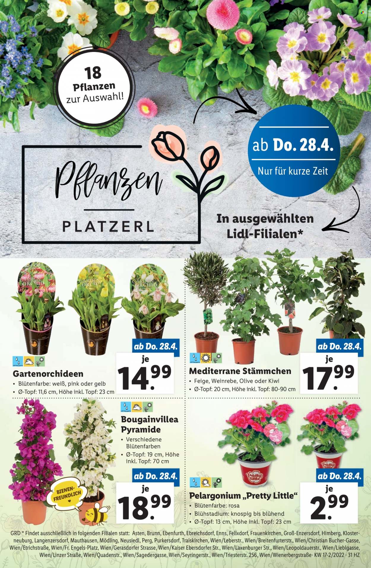 Angebote Lidl - 28.4.2022 - 4.5.2022. Seite 31