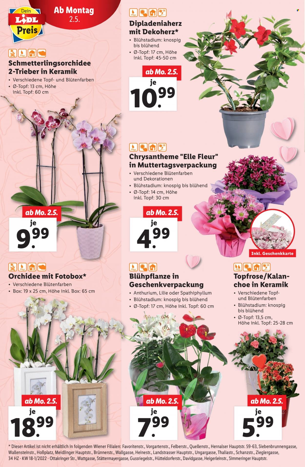 Angebote Lidl - 28.4.2022 - 4.5.2022. Seite 37