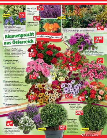 thumbnail - Campanula
