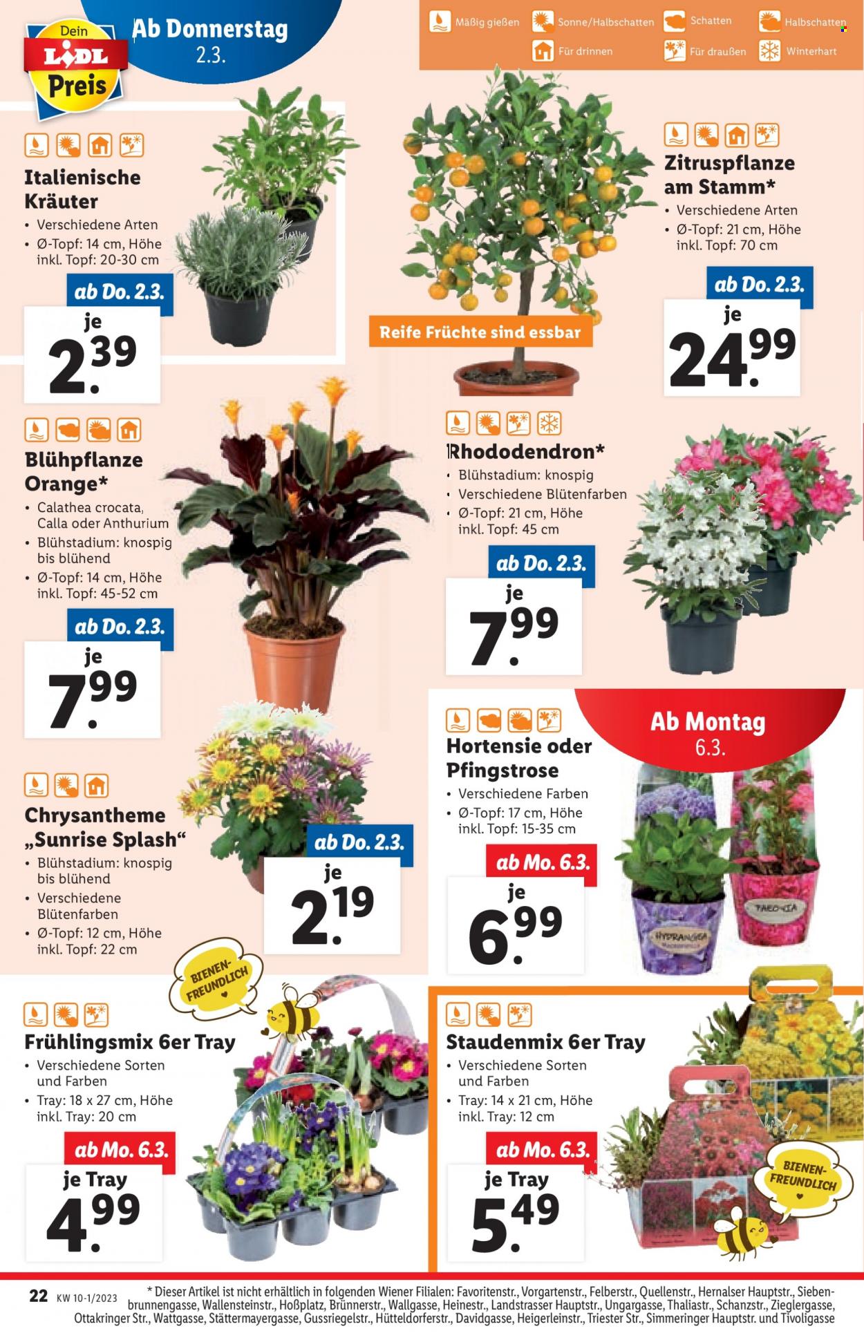 Angebote Lidl - 2.3.2023 - 8.3.2023. Seite 22