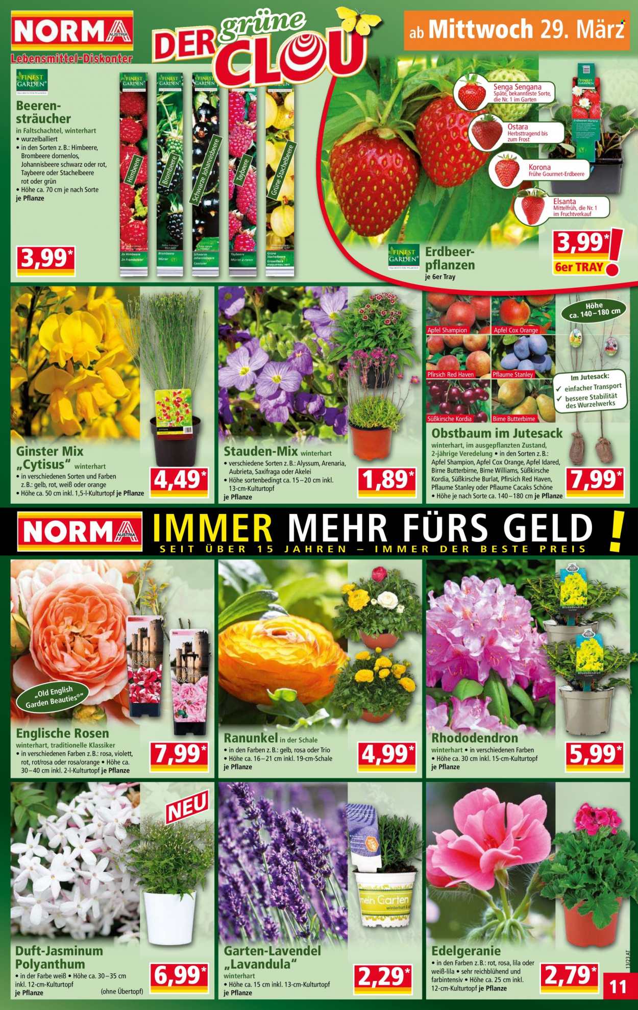 Angebote Norma - 27.3.2023 - 2.4.2023. Seite 11