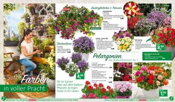 thumbnail - Campanula