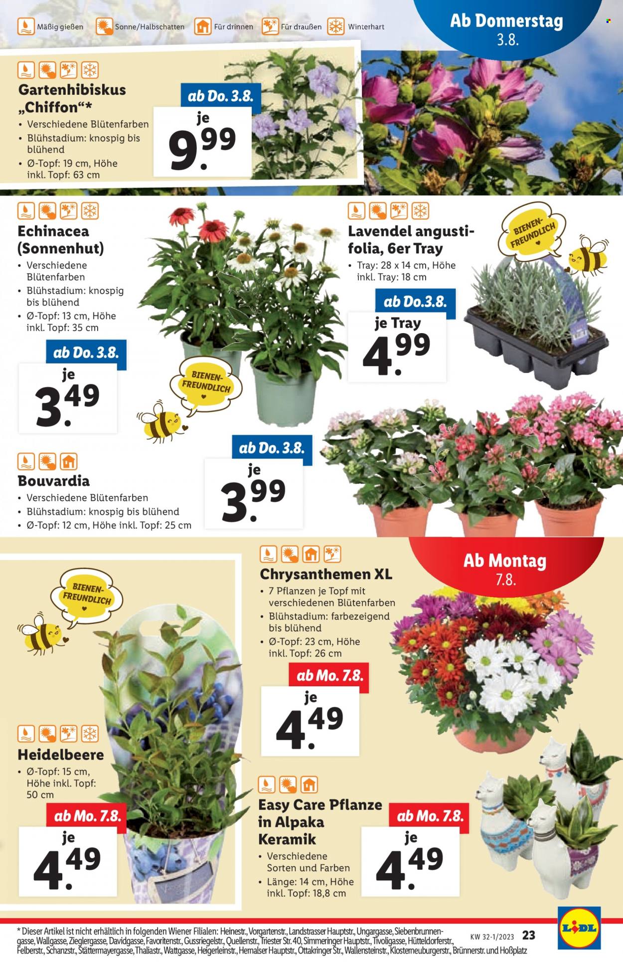 Angebote Lidl - 3.8.2023 - 9.8.2023. Seite 23