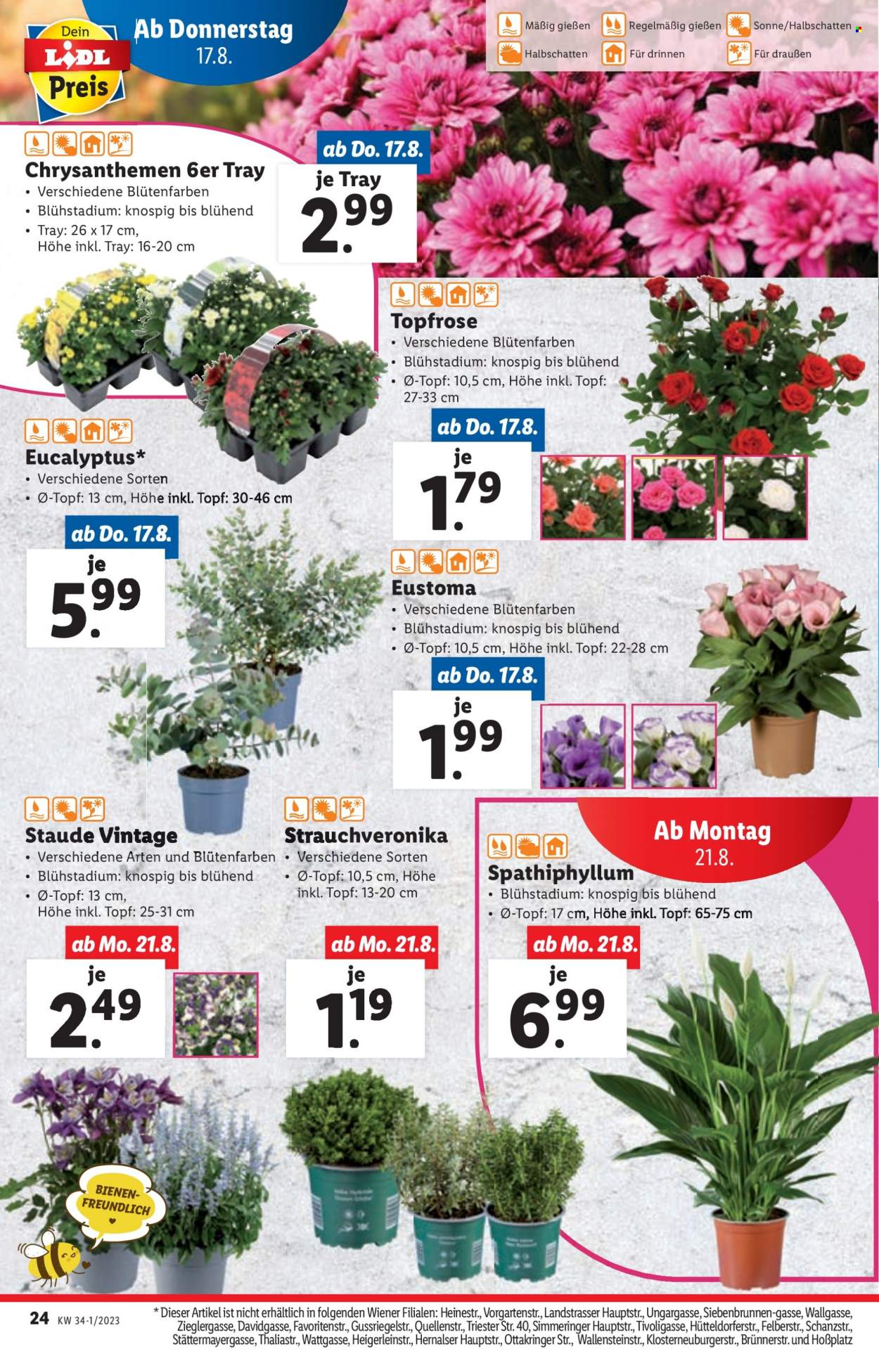 Angebote Lidl - 17.8.2023 - 23.8.2023. Seite 24