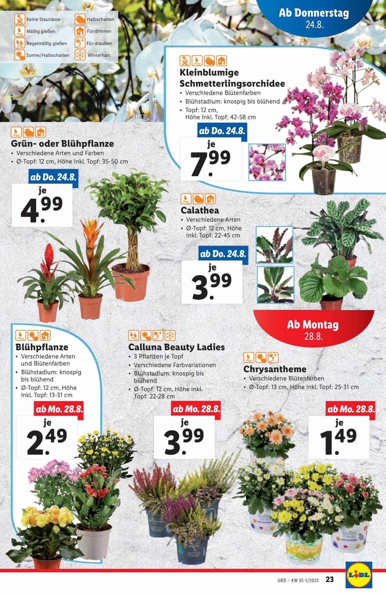 Angebote Lidl - 24.8.2023 - 30.8.2023. Seite 23
